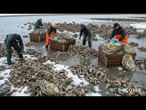 2 Million Oysters Worth $5 Million Cleaned and Packed | Inside the Oyster Factory