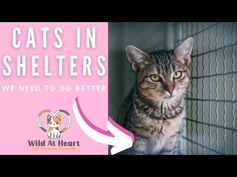 Help Cats In Shelters