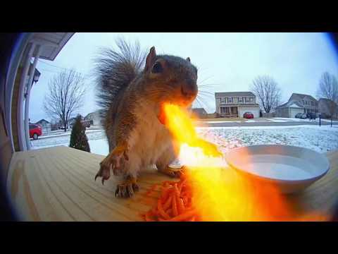 Squirrels Reacting to Spicy Noodles on Ring Cam | Funny CCTV Compilation