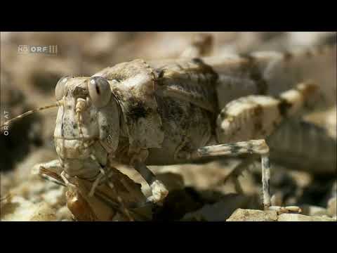 Insekten - Das große Krabbeln - Doku - Deutsch