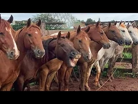 Best funniest horses of the week - Funny And Cute horses Video Compilation 2024 🐴#17