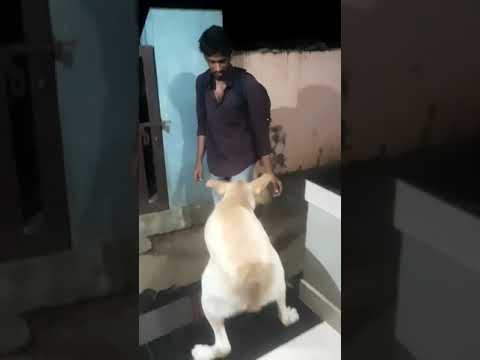 വെൽക്കം ഡാൻസ് 🐕 welcone dance by shadow 🐾 #shorts #dog #pet #labrador#doglover #pets #fun #funny