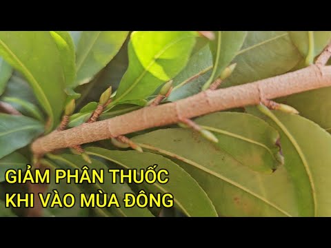🔴 QBS23483 - CUỐI THU SẮP SANG ĐÔNG GIẢM PHÂN THUỐC VÀ GIÃN CÁCH PHÂN THUỐC CHO CÂY MAI VÀNG