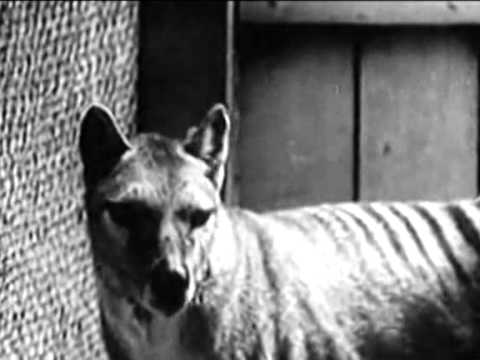 Fox free Tasmania - The Government Yard