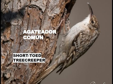 AGATEADOR EUROPEO | SHORT-TOED TREECREEPER | Certhia br