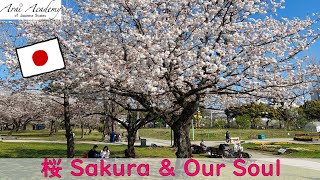 Download lagu Sakura & Our Soul 桜と日本人の心 Japanese Listening Practice with English subtitles mp3