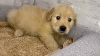 ゴールデンレトリバーの動画01