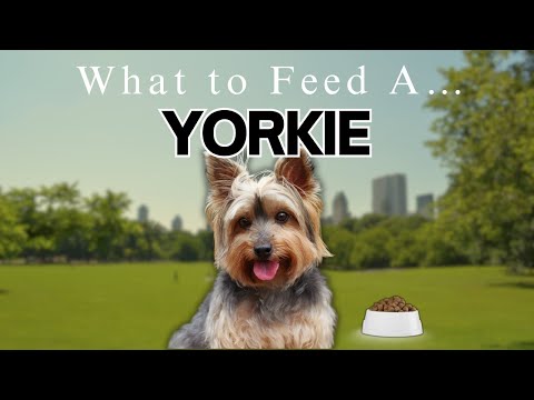 BEST DOG FOOD FOR YOUR YORKIE | 2025