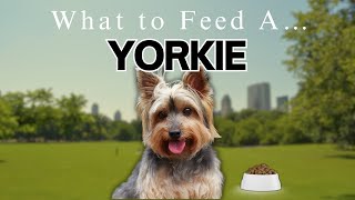 BEST DOG FOOD FOR YOUR YORKIE | 2025