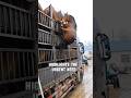 Unbelievable Horse Falls Off Truck And Survives Shorts Ytshorts Viral