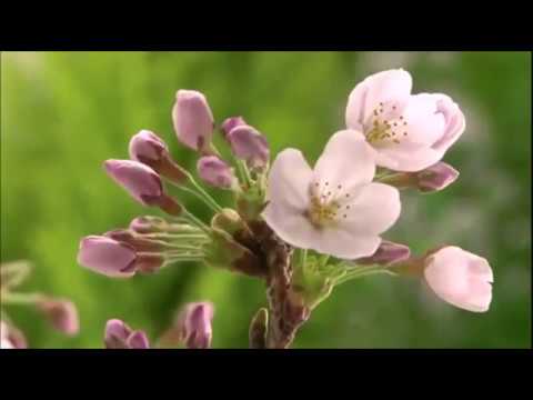 Manica - Oralee Henry - Spring time