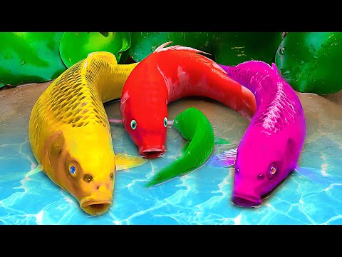 Stop Motion ASMR Yellow Carp Swallowing Eel Rescuing Red Koi from Mountain primitive cooking | Coco