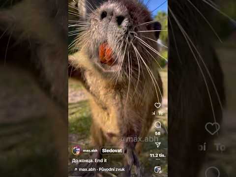 BOBER KRWA! #bober#bobross #boberreels #heavyduty #rofl#art #lol#omg#laugh#fun#hereiam  😁