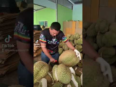 , title : 'Wooow durian jumbo nih gaesss... 🔥🔥🔥 #durian #durianmontong #duriantraveler'