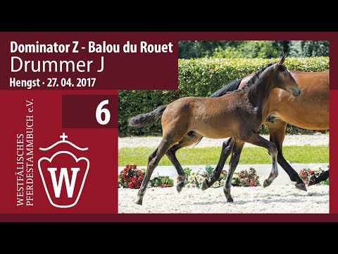 06 Drummer J   Hengst v. Dominator Z - Balou du Rouet