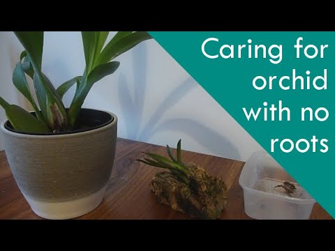Treating an orchid with no roots - Tolumnia