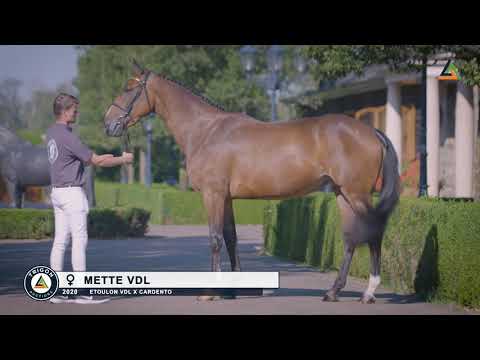 21. Mette VDL (Etoulon VDL x  Cardento), mare, born 08-02-2017