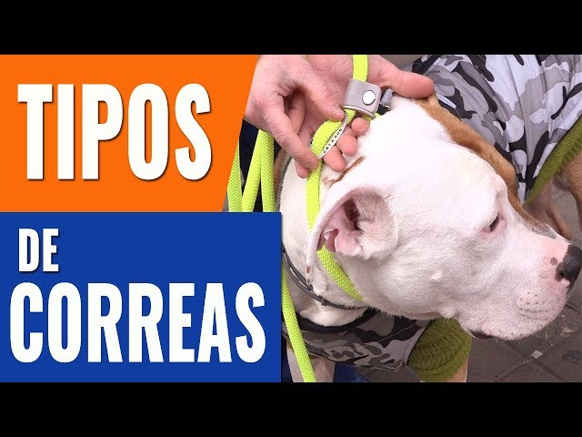 Vídeo relacionado con Correa para Perro Marvel Retro Comic Paneles Negro Amarillo 6 pies de Largo 1.5 Pulgadas de Ancho