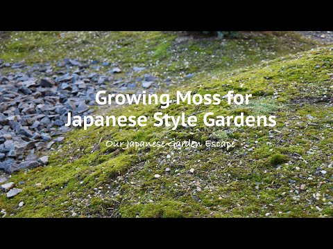 How to Grow Moss - Part Two | Our Japanese Garden Escape