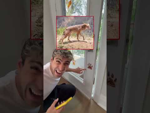 A VICIOUS COYOTE GRABBED OUR DOG!! 😱😭