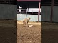nacimiento de cordero en primicia