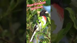 Download lagu The rose breasted grosbeak(Pheucticus ludovicianus) /cut throat#birds #birdsofamerica #birdsounds mp3