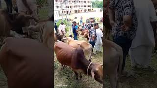 কোরবানী মেডিকেল টিম ম্যানেজমেন্ট গুইমারা প্রাণিসম্পদ অফিস