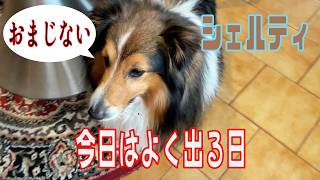 【シェルティ】今日はよく出る日【フランス田舎暮らし🇫🇷】#犬の散歩 #賢い犬 #犬のいる暮らし #マイペースな犬