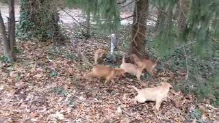 Video preview image #1 American Mastiff Puppy For Sale in AKRON, OH, USA