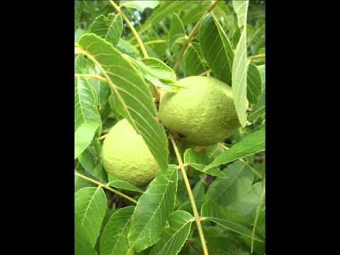 Thu nge chin chit thu