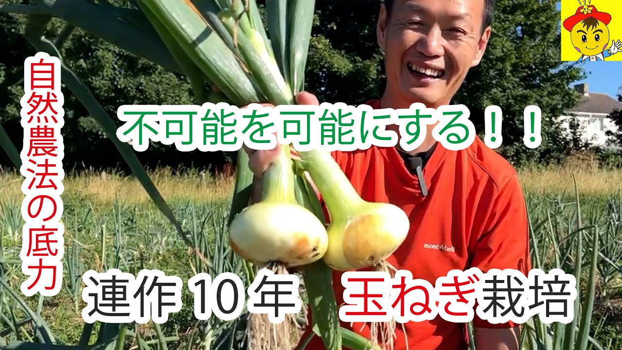 玉ねぎの連作と自家採種