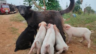 preview picture of video 'pig farm nagamangala baby pig and dog'