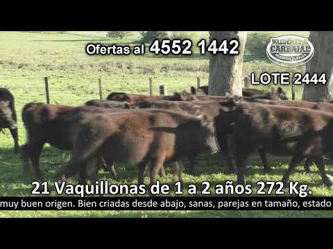 Lote 21 Vaquillonas 1 a 2 años 21 AA 272kg -  en Pichinango a 5 Km de Ruta 2 km 145.500