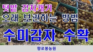 텃밭 감자캐기 - 감자 오래보관하는 팁