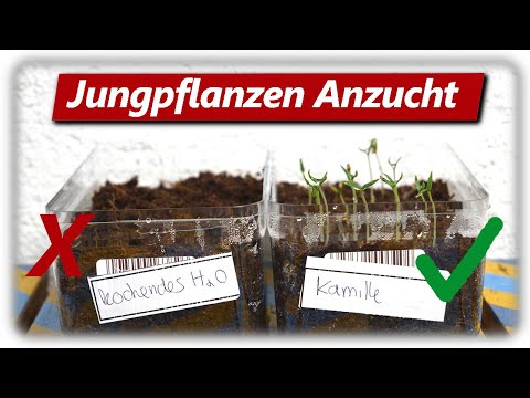 Wie keimen Samen am besten? | Aussäen mit Kamillen Tee & kochendem Wasser