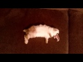 Snowflake Died