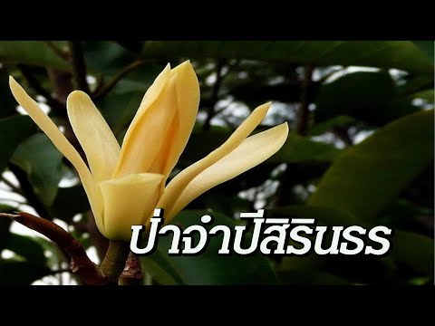 ป่าจำปีสิรินธร