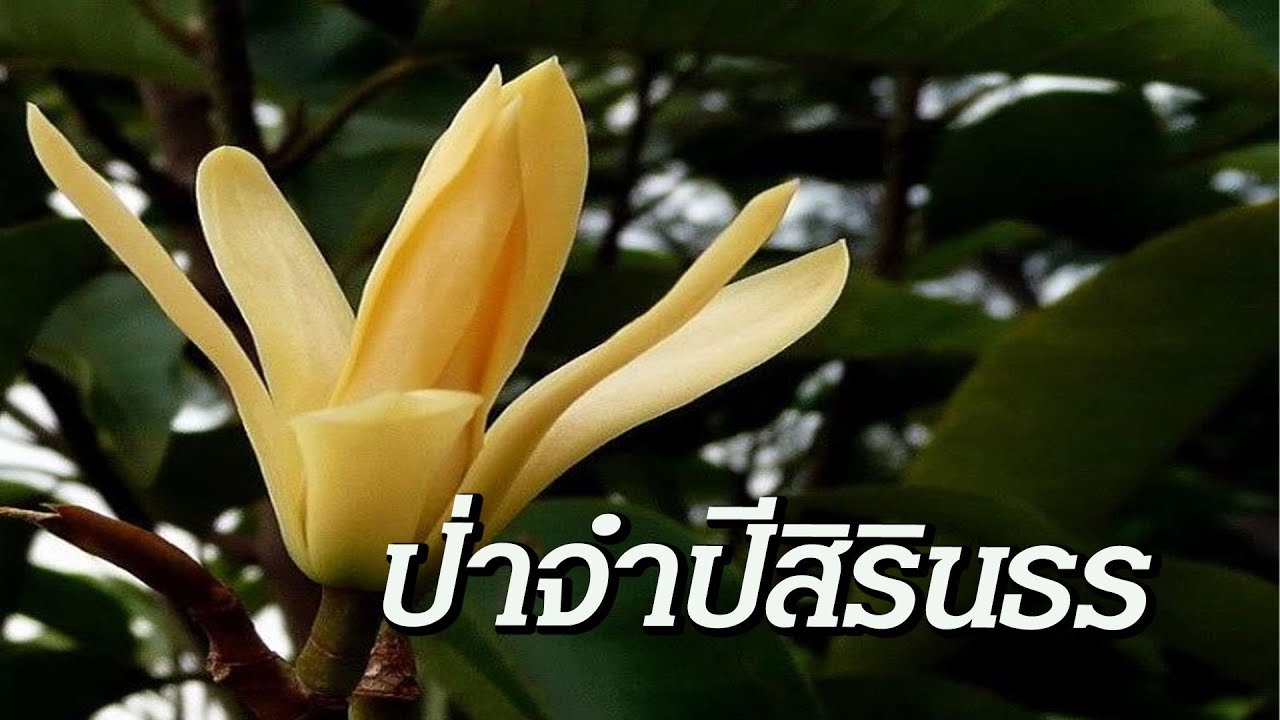 Pa Champi Sirindhorn