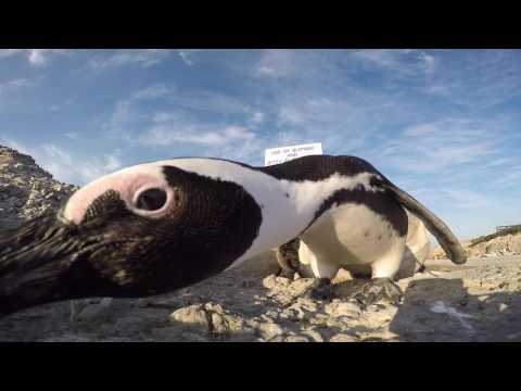 Penguin vs. GoPro