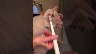 Geoffisode - Dr Geoff and guest star Minky, and her new sonic toothbrush