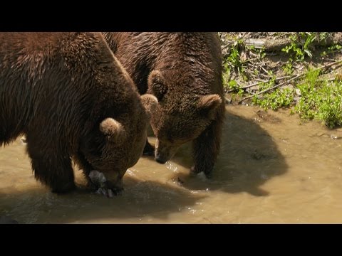 Domesticated Grizzlies Learn to Fish | Project Grizzly