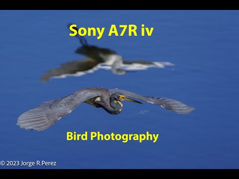 Sony A7R iv Bird Photography