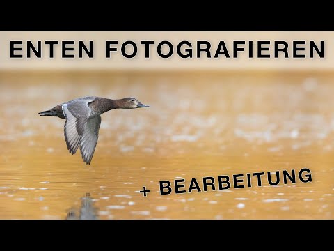 Enten im Herbst fotografieren - Tutorial Vogelfotografie & Bildbearbeitung
