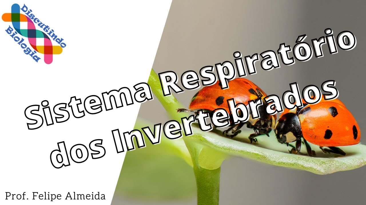 Aula de Sistema Respiratório dos INVERTEBRADOS - Prof. Felipe