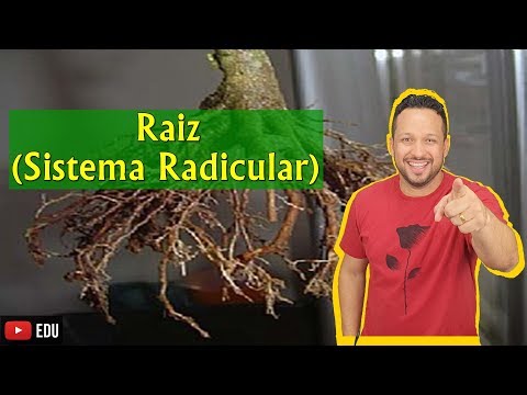 Root - Root System - Concept, Functions and Parts - Plant Morphology