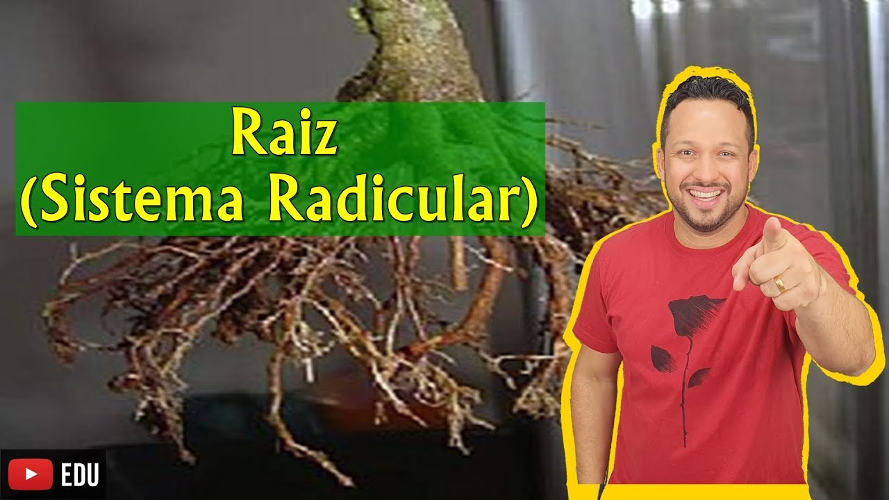 Raiz - Sistema Radicular - Conceito, Funções e Partes - Morfologia Vegetal