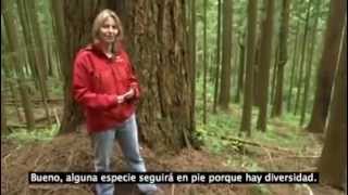 "La Comunicación de los Árboles"