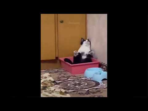 Cat satya gayi🤣🤣🤣🤣🤣🤣🤣