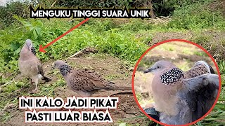 Download lagu Bayangkan Jika Tekukur Ini Nantinya Jadi Pikat, Peehhhh Seperti Pesom Lokal, Mengukunya Unik Pula mp3