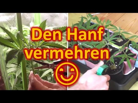 Cannabis Stecklinge ziehen (CBD Hanf) - Anleitung zum Schneiden und Bewurzeln